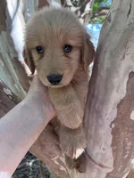Maizy, a female Golden Retriever for sale in Mount Airy, NC – 5 of 10