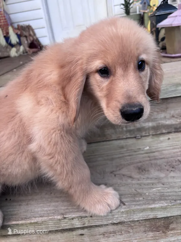 Tucker – Golden Retriever puppy for sale in Mount Airy, NC