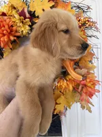 Daisy, a female Golden Retriever for sale in Mount Airy, NC – 8 of 10