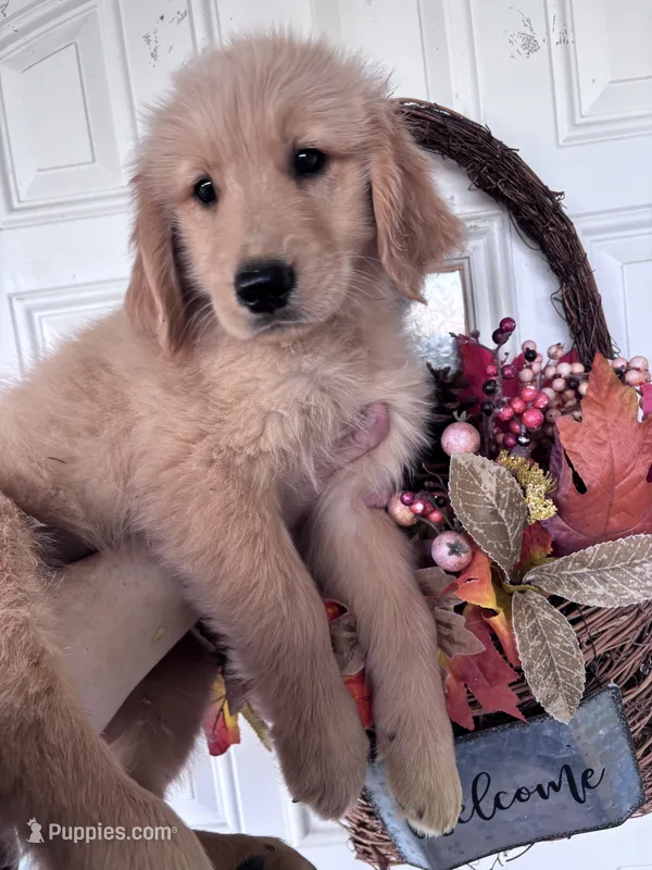 Cooper – Golden Retriever puppy for sale in Mount Airy, NC