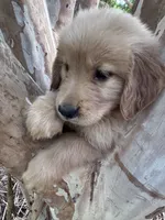Tucker, a male Golden Retriever for sale in Mount Airy, NC – 5 of 6
