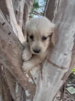 Teddy, a male Golden Retriever for sale in Mount Airy, NC – 7 of 8