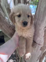 Amanda, a female Golden Retriever for sale in Mount Airy, NC – 3 of 8