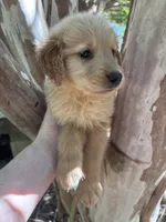 Amanda, a female Golden Retriever for sale in Mount Airy, NC – 6 of 8