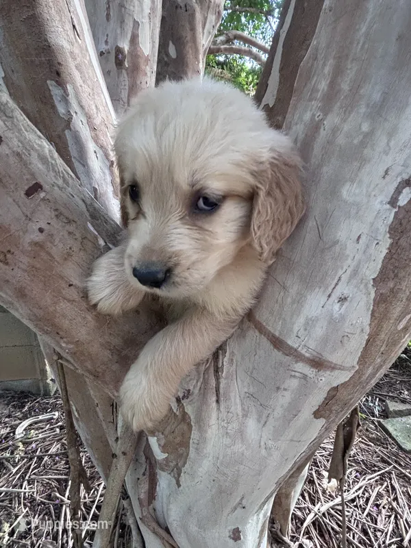Teddy – Golden Retriever puppy for sale in Mount Airy, NC