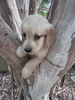 Teddy, a male Golden Retriever for sale in Mount Airy, NC – 1 of 8