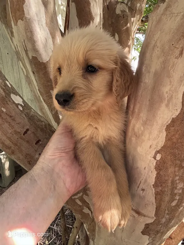 Cooper – Golden Retriever puppy for sale in Mount Airy, NC