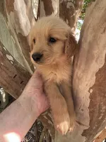 Cooper, a male Golden Retriever for sale in Mount Airy, NC – 1 of 8