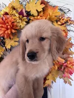Daisy, a female Golden Retriever for sale in Mount Airy, NC – 9 of 10