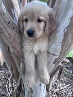 Annabelle, a female Golden Retriever for sale in Mount Airy, NC – 7 of 10