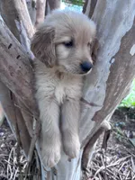 Annabelle, a female Golden Retriever for sale in Mount Airy, NC – 4 of 10