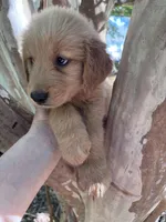 Maizy, a female Golden Retriever for sale in Mount Airy, NC – 6 of 10