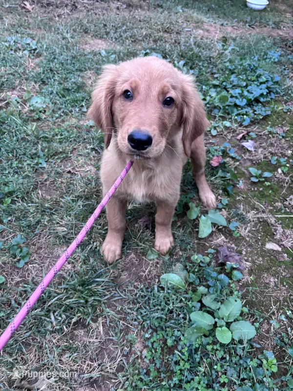 Alex – Golden Retriever puppy for sale in Mount Airy, NC
