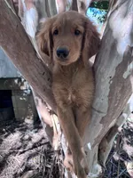 Alex, a male Golden Retriever for sale in Mount Airy, NC – 8 of 10