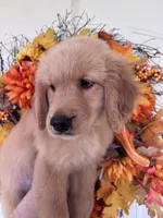 Daisy, a female Golden Retriever for sale in Mount Airy, NC – 5 of 10