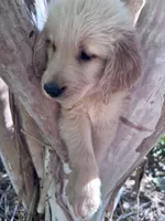 Bella, a female Golden Retriever for sale in Mount Airy, NC – 9 of 10