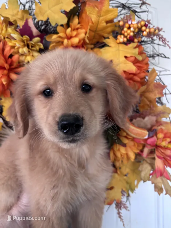 Cooper – Golden Retriever puppy for sale in Mount Airy, NC