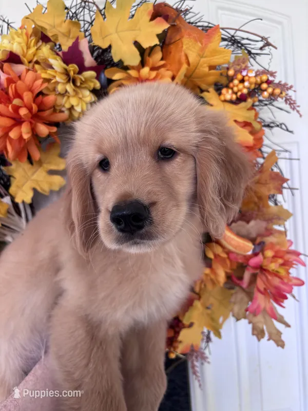 Amanda – Golden Retriever puppy for sale in Mount Airy, NC