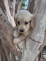 Teddy, a male Golden Retriever for sale in Mount Airy, NC – 5 of 8