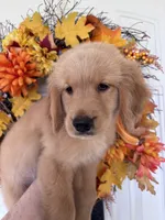 Daisy, a female Golden Retriever for sale in Mount Airy, NC – 1 of 10