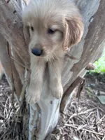 Daisy, a male Golden Retriever for sale in Mount Airy, NC – 3 of 9