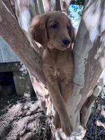 Alex, a male Golden Retriever for sale in Mount Airy, NC – 4 of 10