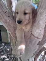 Bella, a female Golden Retriever for sale in Mount Airy, NC – 1 of 10