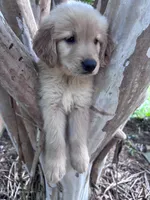 Daisy, a male Golden Retriever for sale in Mount Airy, NC – 5 of 9