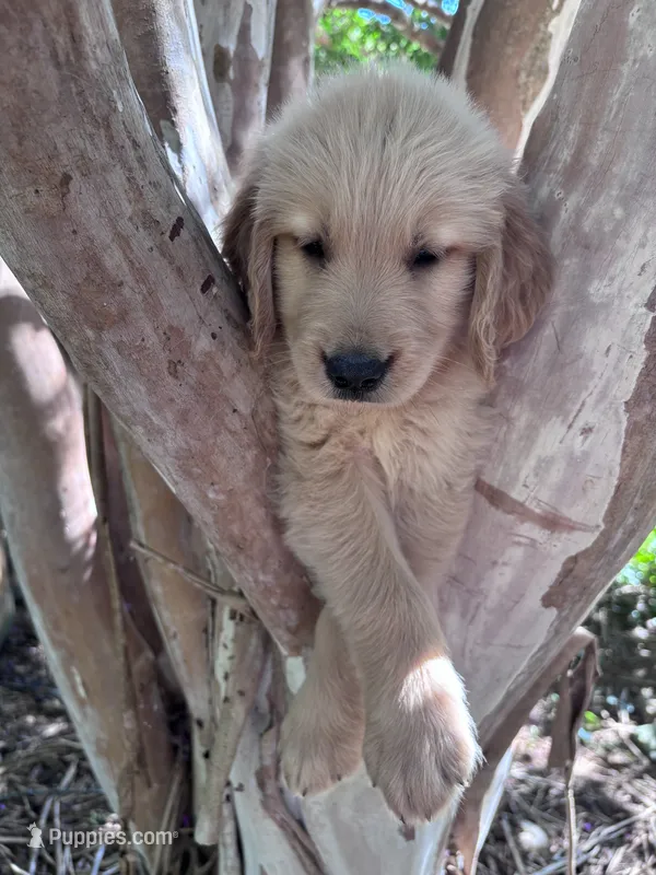Bella – Golden Retriever puppy for sale in Mount Airy, NC