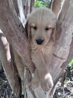 Bella, a female Golden Retriever for sale in Mount Airy, NC – 2 of 10