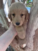 Maizy, a female Golden Retriever for sale in Mount Airy, NC – 4 of 10