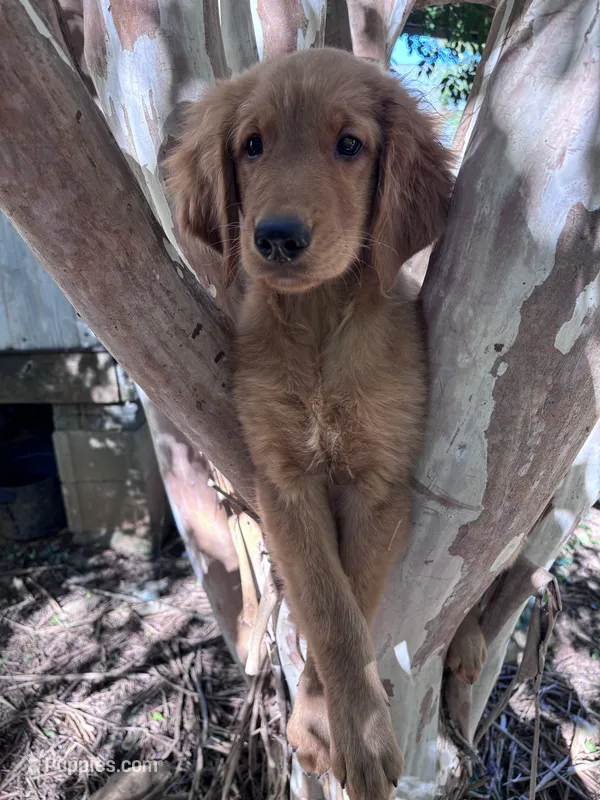 Alex – Golden Retriever puppy for sale in Mount Airy, NC