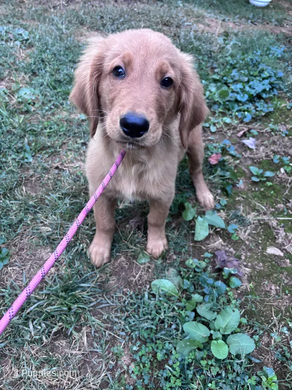Alex – Golden Retriever puppy for sale in Mount Airy, NC