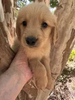 Cooper, a male Golden Retriever for sale in Mount Airy, NC – 8 of 8