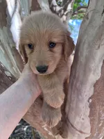 Maizy, a female Golden Retriever for sale in Mount Airy, NC – 8 of 10