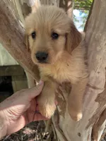 Elisa, a female Golden Retriever for sale in Mount Airy, NC – 5 of 9