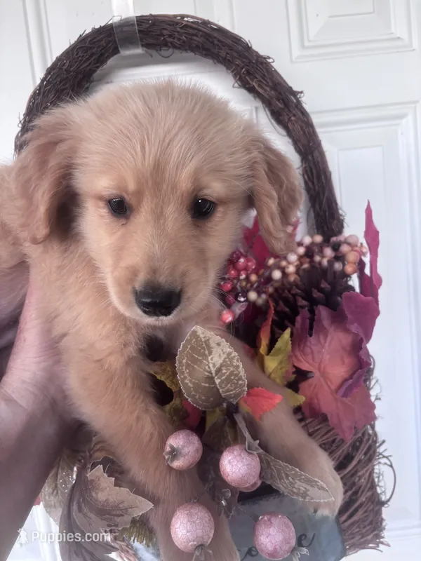 Hunter – Golden Retriever puppy for sale in Mount Airy, NC