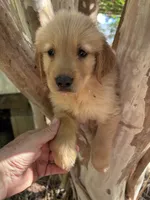 Elisa, a female Golden Retriever for sale in Mount Airy, NC – 4 of 9