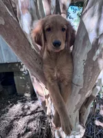 Alex, a male Golden Retriever for sale in Mount Airy, NC – 2 of 10