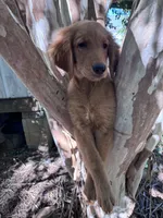 Alex, a male Golden Retriever for sale in Mount Airy, NC – 6 of 10