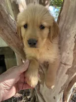 Elisa, a female Golden Retriever for sale in Mount Airy, NC – 6 of 9