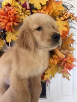 Daisy, a female Golden Retriever for sale in Mount Airy, NC – 2 of 10