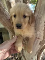 Elisa, a female Golden Retriever for sale in Mount Airy, NC – 3 of 9