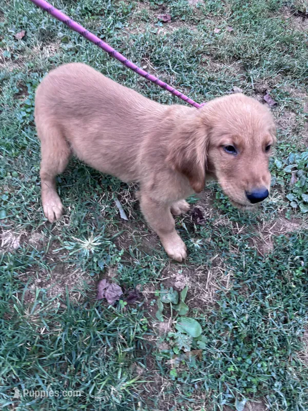 Alex – Golden Retriever puppy for sale in Mount Airy, NC