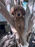 Alex, a male Golden Retriever for sale in Mount Airy, NC – 3 of 10