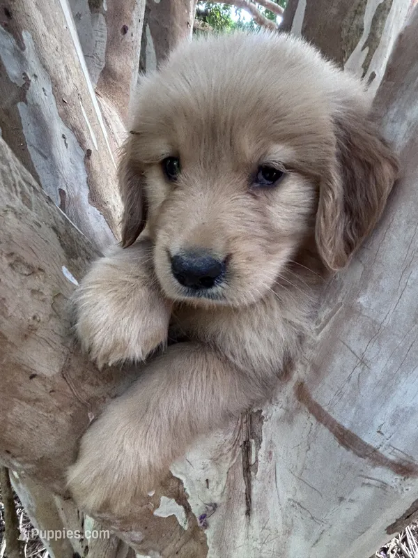 Tucker – Golden Retriever puppy for sale in Mount Airy, NC