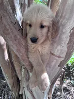 Bella, a female Golden Retriever for sale in Mount Airy, NC – 8 of 10