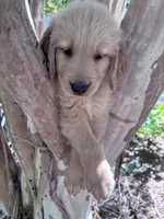 Bella, a female Golden Retriever for sale in Mount Airy, NC – 3 of 10