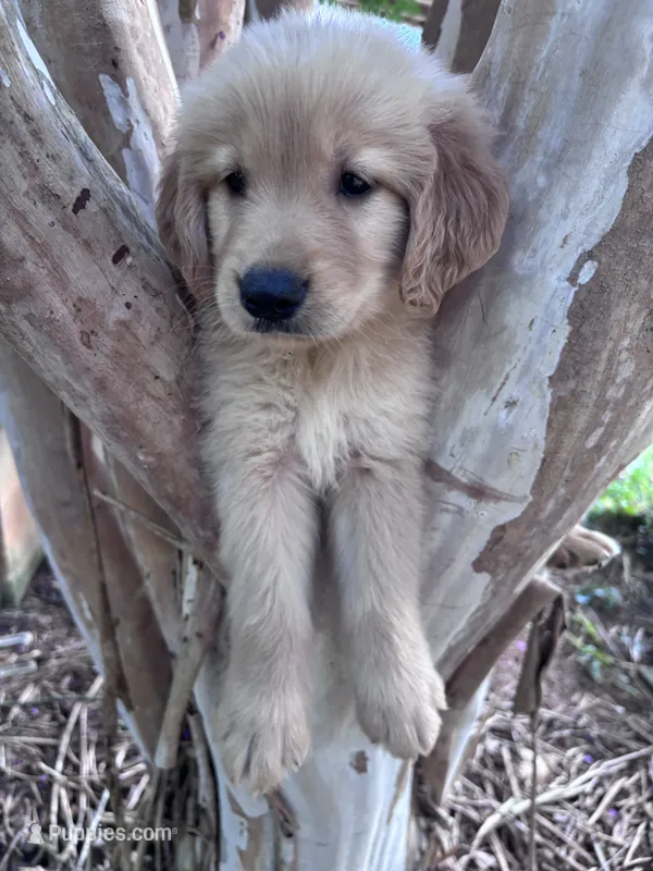 Daisy – Golden Retriever puppy for sale in Mount Airy, NC