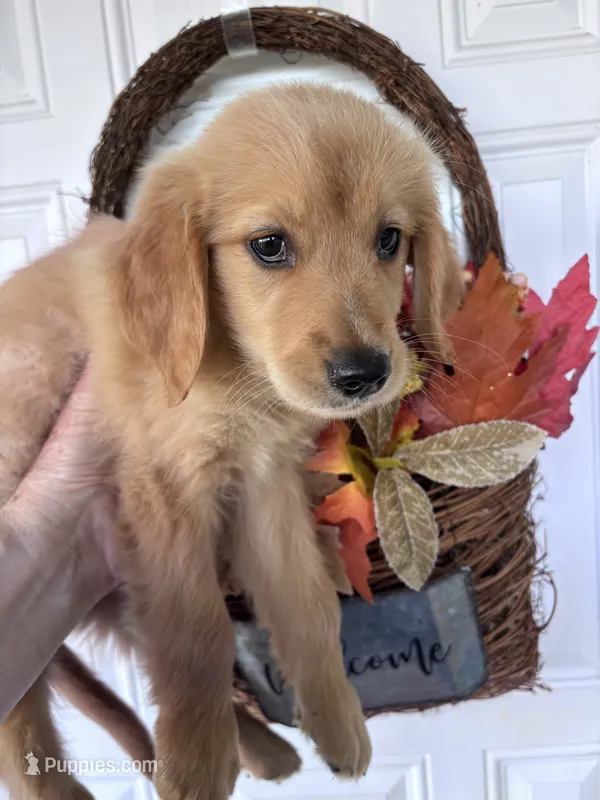 Elisa – Golden Retriever puppy for sale in Mount Airy, NC
